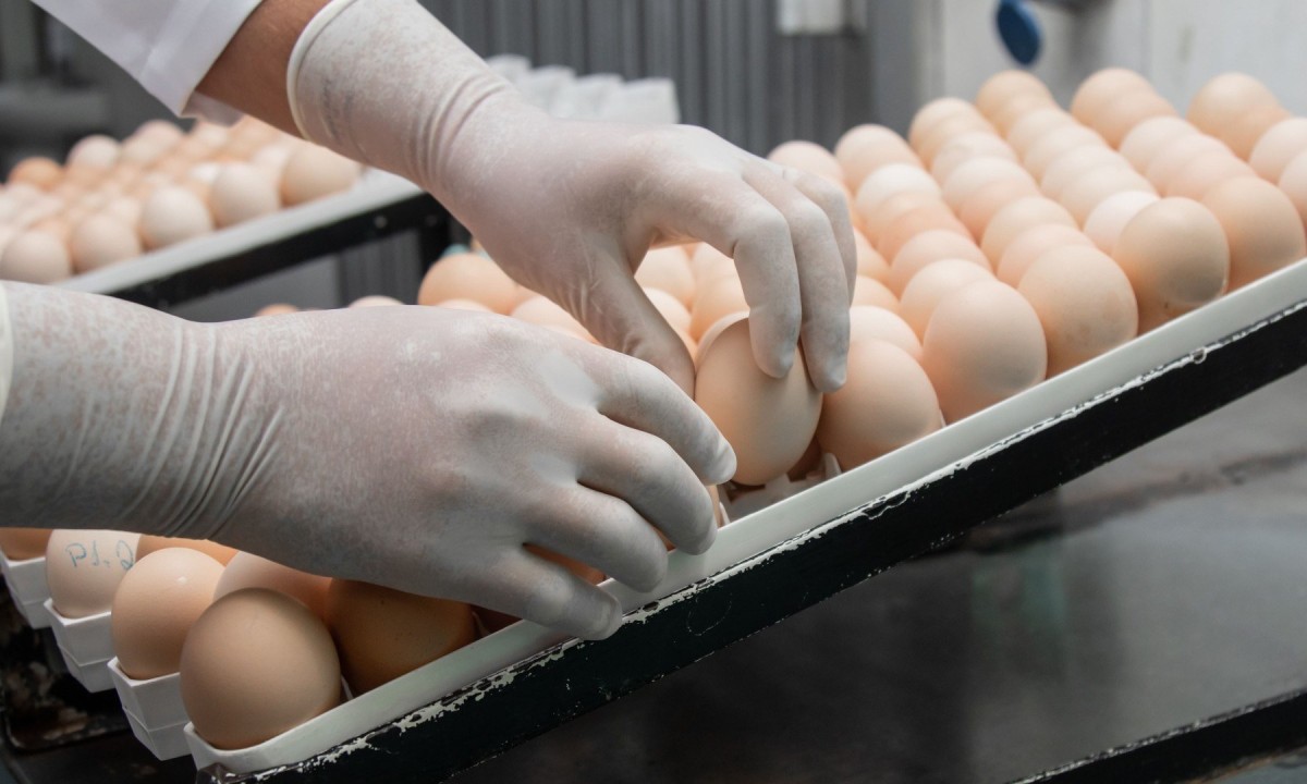 Dia do Ovo: Boehringer destaca ciência na alimentação -  (crédito: DINO)