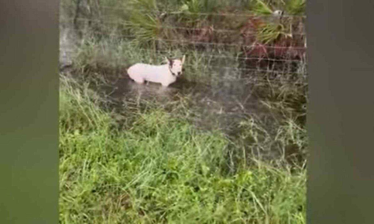 O animal foi abandonado perto da avenida Bruce B. Downs -  (crédito: Reprodução/Redes Sociais)