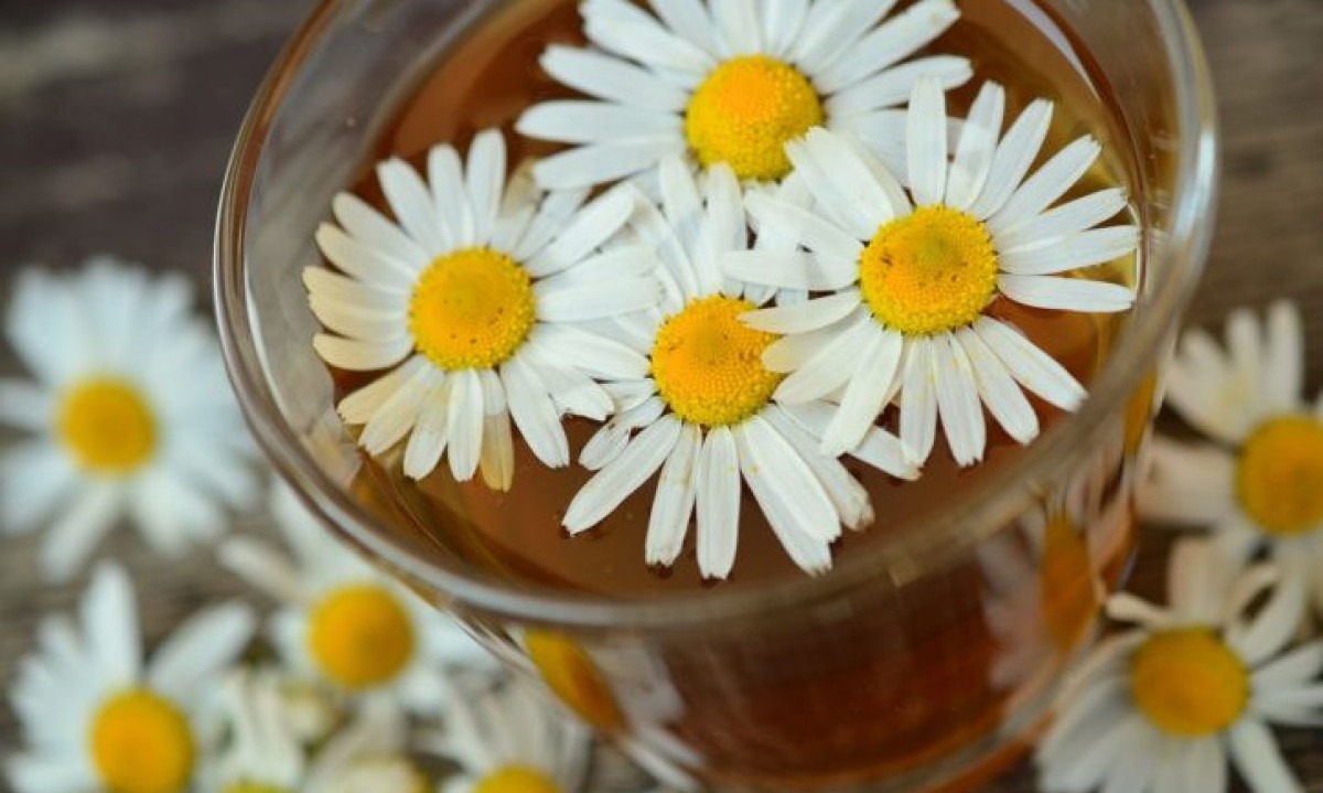 Além de seu uso culinário, muitas flores comestíveis têm propriedades medicinais. Por exemplo, a camomila é conhecida por suas propriedades calmantes e é comumente consumida em chás para aliviar o estresse e a insônia.  -  (crédito: congerdesign por Pixabay)
