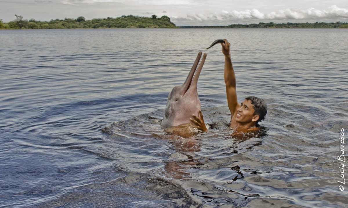 Menino nada com boto rosa do Amazonas
     -  (crédito: Lúcia Barreiros/Flickr)