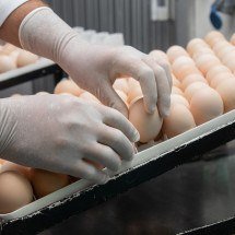 Dia do Ovo: Boehringer destaca ciência na alimentação - DINO