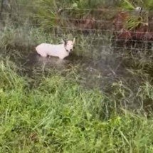 Vídeo: cachorro preso em cerca é resgatado antes do furacão Milton - Reprodução/Redes Sociais