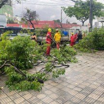 Chuva em BH: árvore cai e atinge carro na Avenida Pedro II - Hiago Rocha/ TV ALTEROSA D.A PRESS 