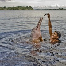 População de animais selvagens diminuiu em média 73% em 50 anos, diz estudo