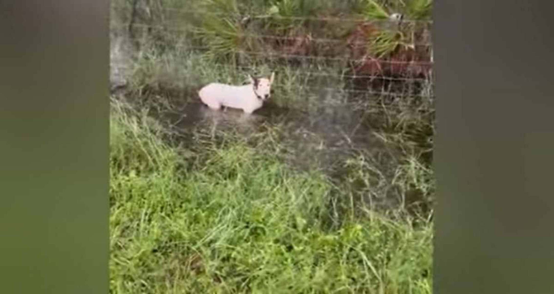 Vídeo: cachorro preso em cerca é resgatado antes do furacão Milton