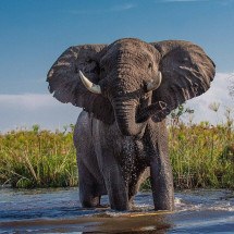 O "pesadão" mais amado: Elefante é um dos animais preferidos da garotada - Geschenkpanda por Pixabay 