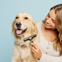 Evite transtornos com a pelagem do seu cachorro de pelo longo com cuidados preventivos (Imagem: ViDI Studio | Shutterstock) -  (crédito: EdiCase)