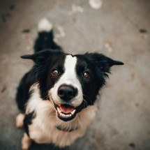 Elanco lança medicamento para dermatite em cães - DINO