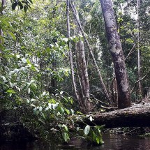 Rio com "buracos" atrai a curiosidade na Floresta Amazônica - wikimedia commons Highwaygreen