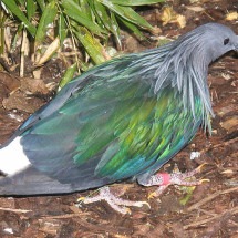 Plumas que fascinam: As aves mais belas do mundo - Arpingstone wikimedia commons