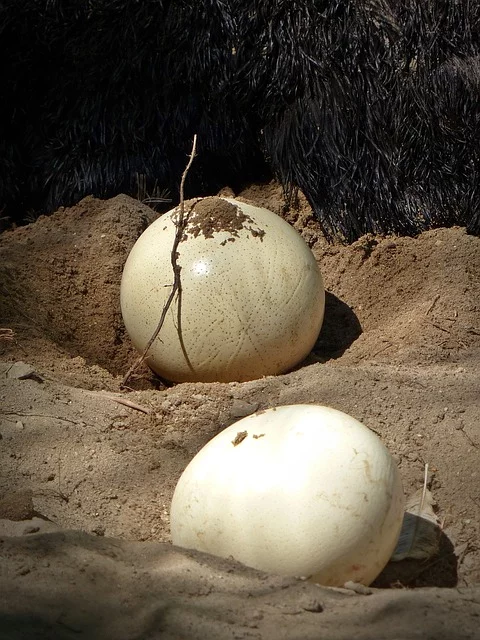 Além das aves: Animais que dão cria em ovos