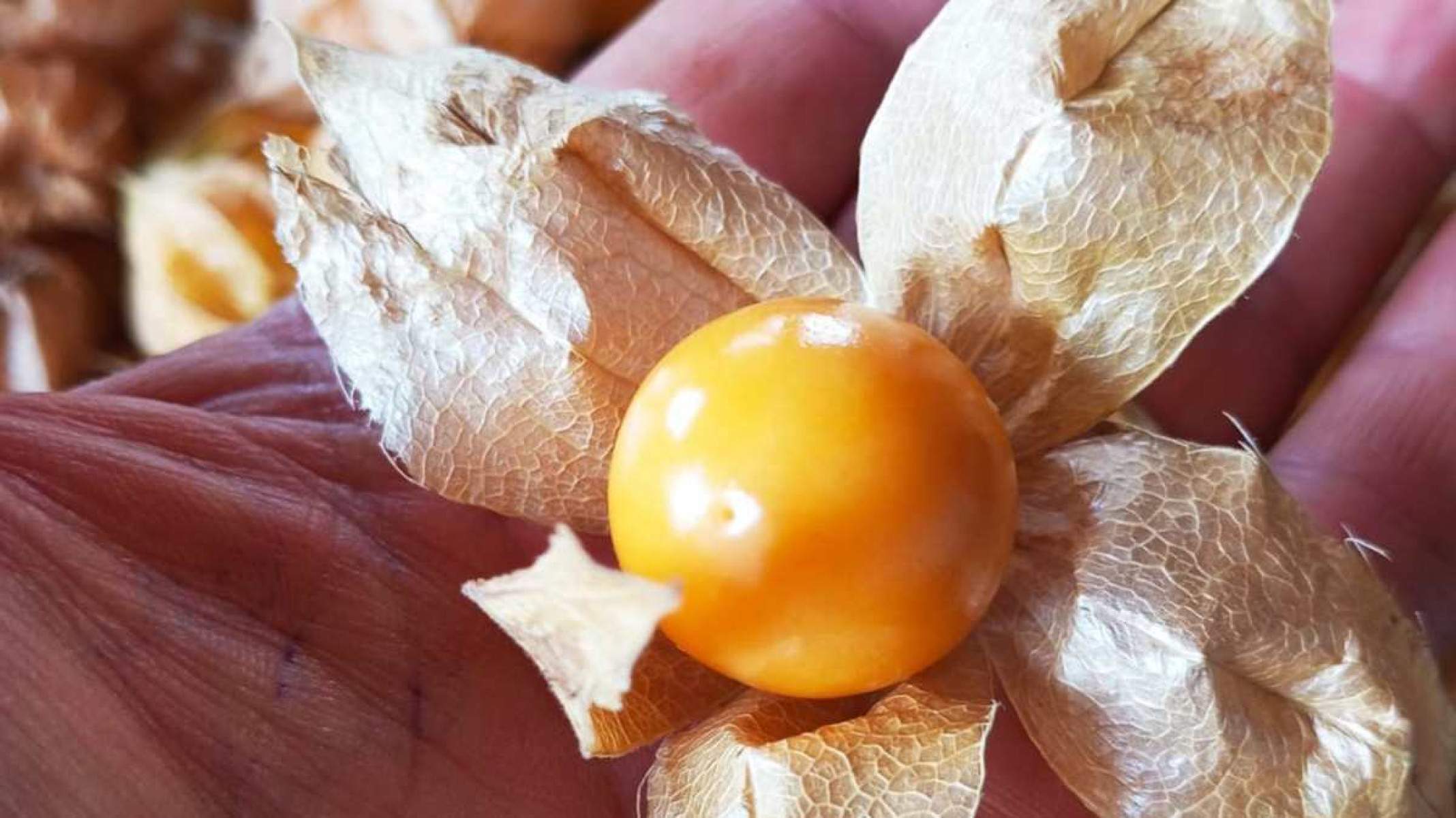 A pequena fruta alaranjada, endêmica da América do Sul e majoritariamente importada pelo Brasil