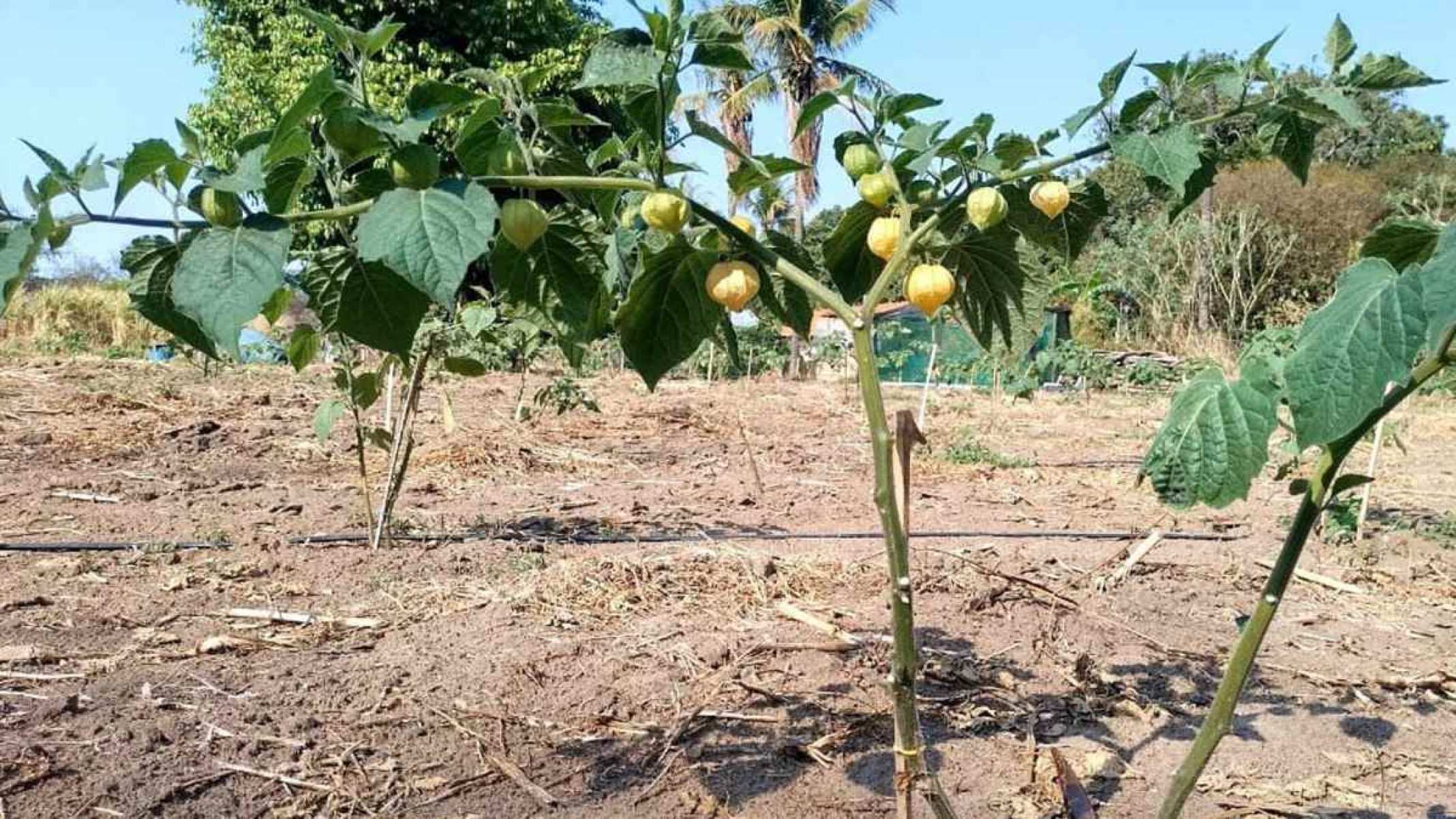 O mercado consumidor de fisális no Brasil ainda é uma preocupação para os produtores