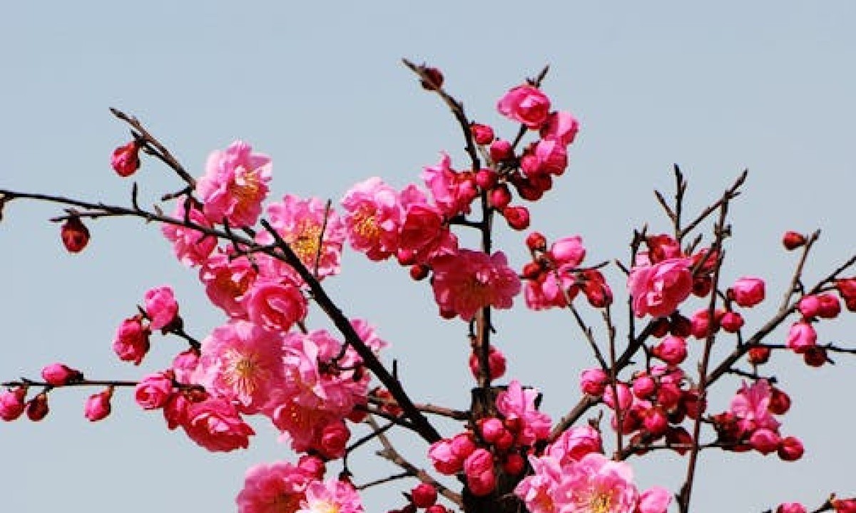 Primavera é a estação do ano marcada pelo florescimento das plantas -  (crédito: DINO)