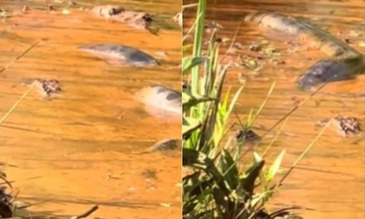 Cobra sucuri foi vista em rio de Goiás, durante passeio de turistas -  (crédito: Reprodução/tiktok)