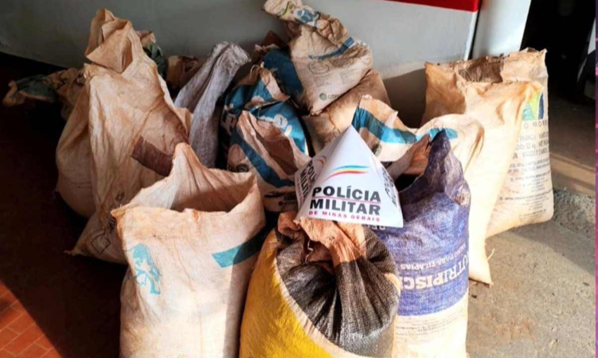 Polícia recupera sacas de café furtadas no Sul de Minas -  (crédito: Divulgação/PMMG)