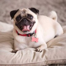 Casa fresca para os pets: saiba como protegê-los do calor com 6 dicas - ALEAIMAGE de Getty Images Signature