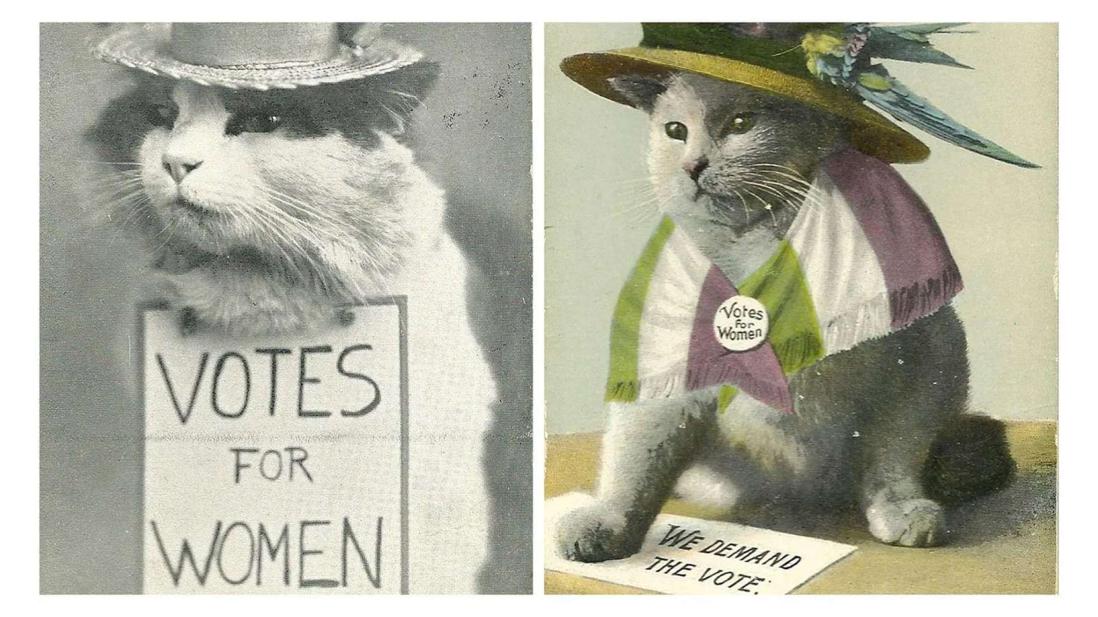 Como memes de gatos se tornaram virais há 100 anos