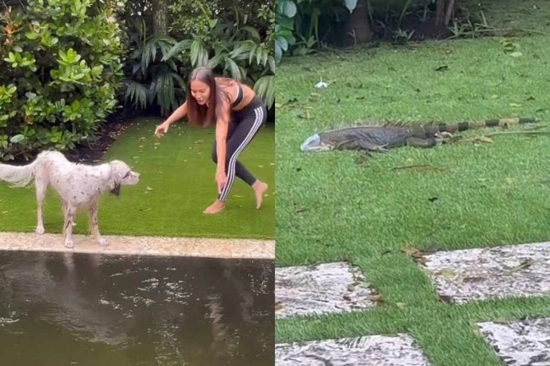 Furacão Milton: Anitta encontra 'mini jacaré' em sua piscina após o furacão