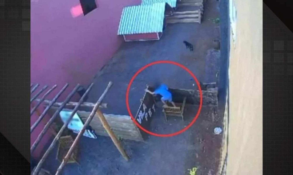 Animais foram brutalmente maltratados, alguns arremessados contra paredes e outros mutilados -  (crédito:  Reprodu&ccedil;&atilde;o / redes sociais)