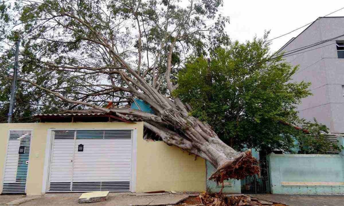 Queda de árvores durante tempestade causou apagão na cidade de São Paulo -  (crédito: MIGUEL SCHINCARIOL/AFP)