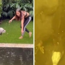 Anitta encontra iguana na piscina após furacão na Flórida; conheça a espécie - Reprodução de redes sociais 