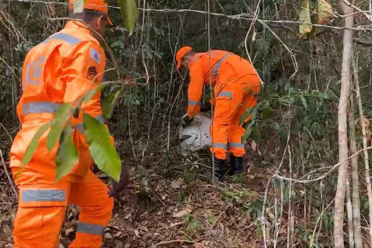 Momento em que o macaco foi solto na mata do Parque das Águas -  (crédito: CBMMG)