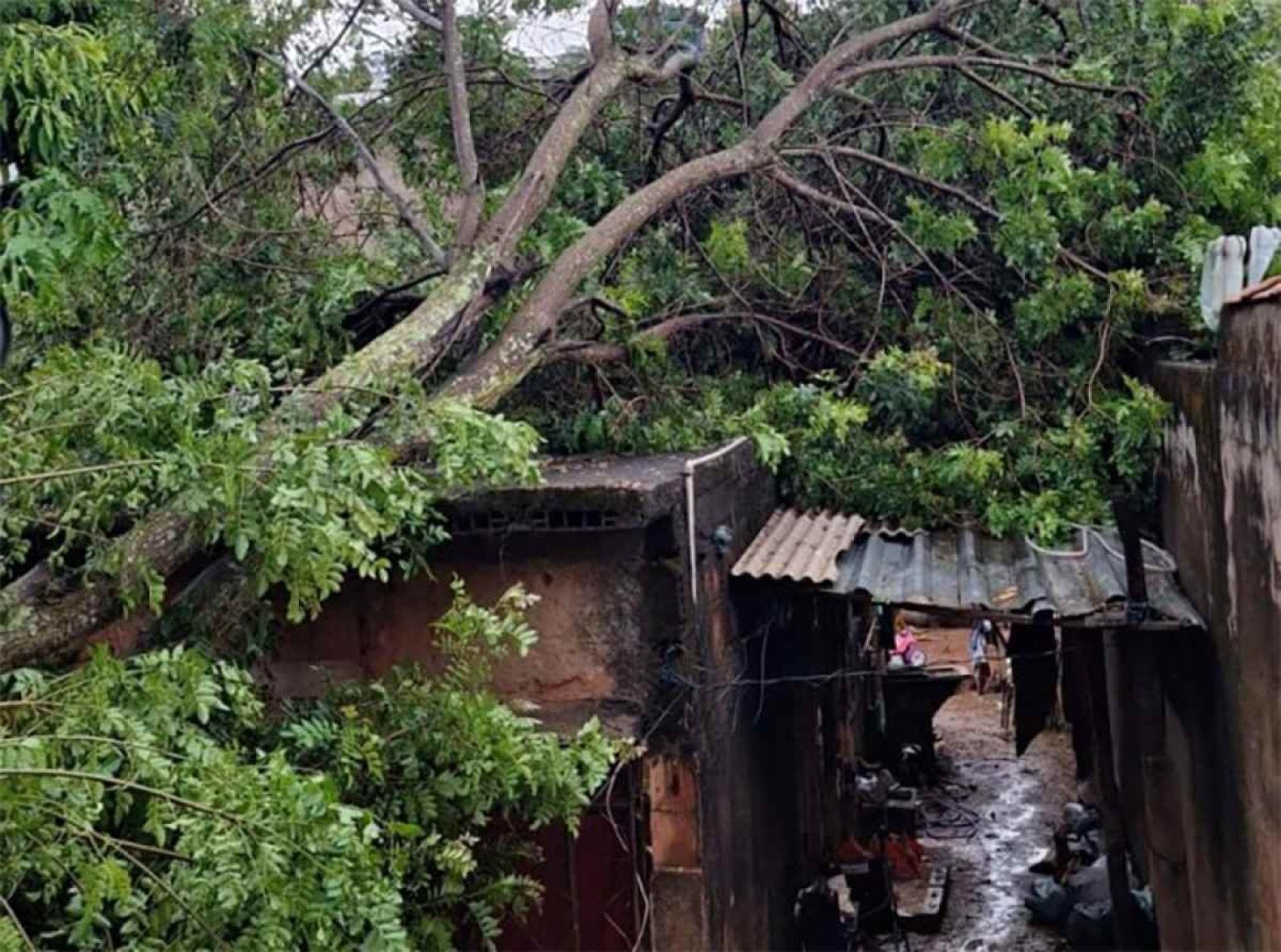 Chuvas provocam quedas de árvores em veículos, residências e vias públicas