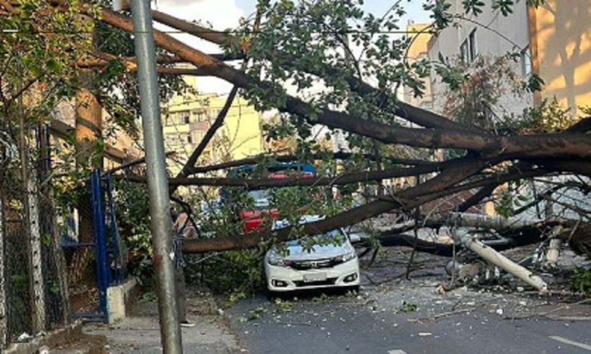 A árvore arrancou um poste e carregou toda a fiação, atingindo, ainda, um carro de passeio e um caminhão -  (crédito: CBMMG)