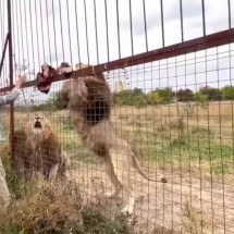 Leões ‘despedaçam’ cuidadora em parque de safári - Reprodução