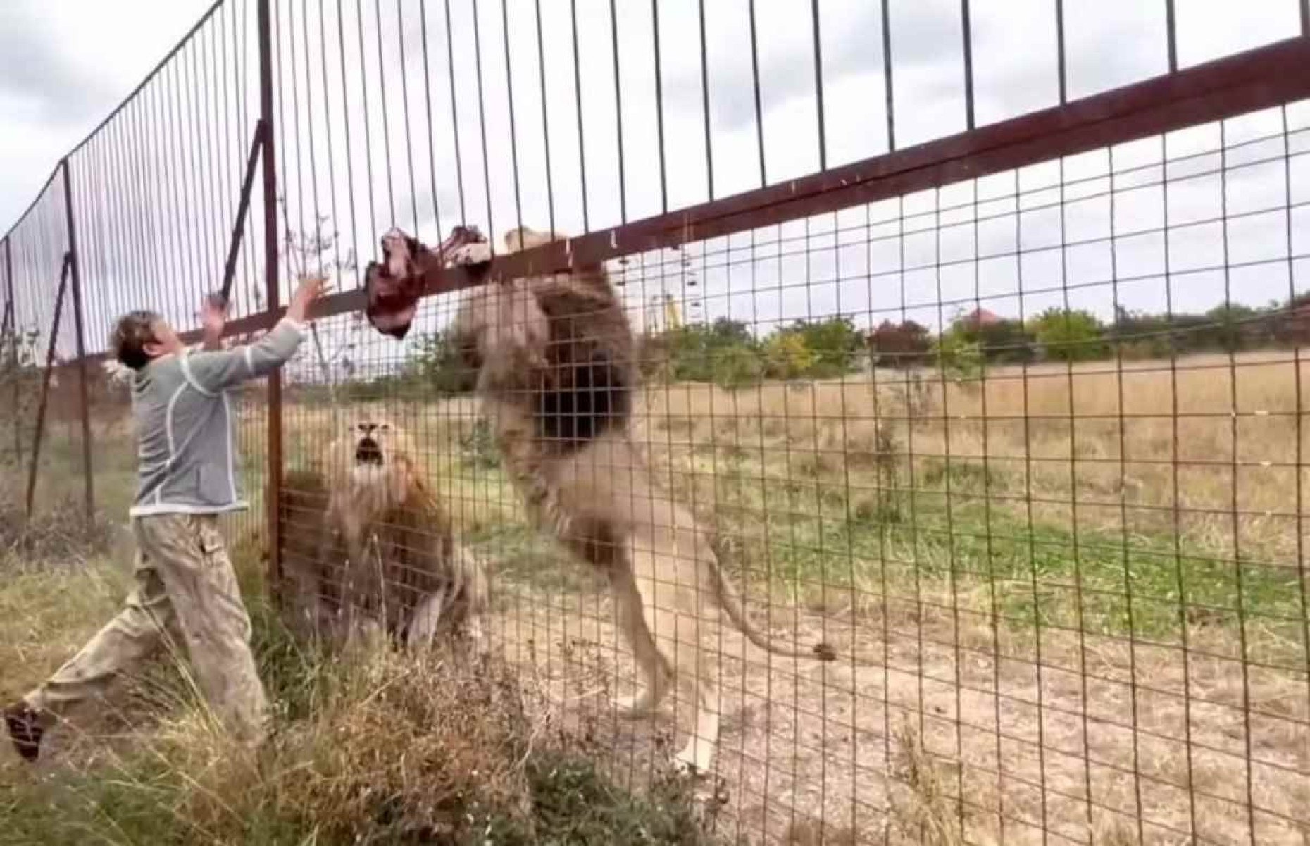 Leões ‘despedaçam’ cuidadora em parque de safári