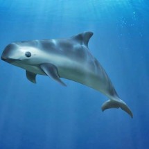 Vaquitas correm risco de extinção e sensibilizaram ator de Hollywood; conheça a espécie - Divulgação/WWF