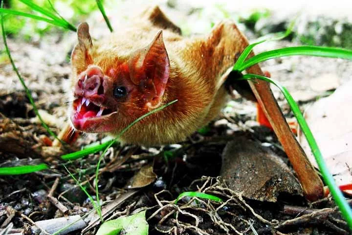 Animais que têm dentes de "vampiro" -  Flickr Ana Jaramillo