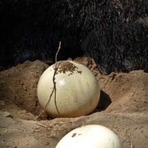 WebStories: Não são apenas as aves: Veja animais que dão cria em ovos