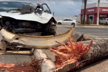 Motorista passa reto em cruzamento e arranca palmeira com o carro; assista