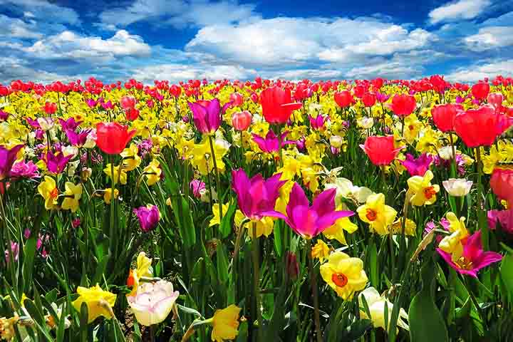 Espetaculares: Os campos de flores mais belos do mundo