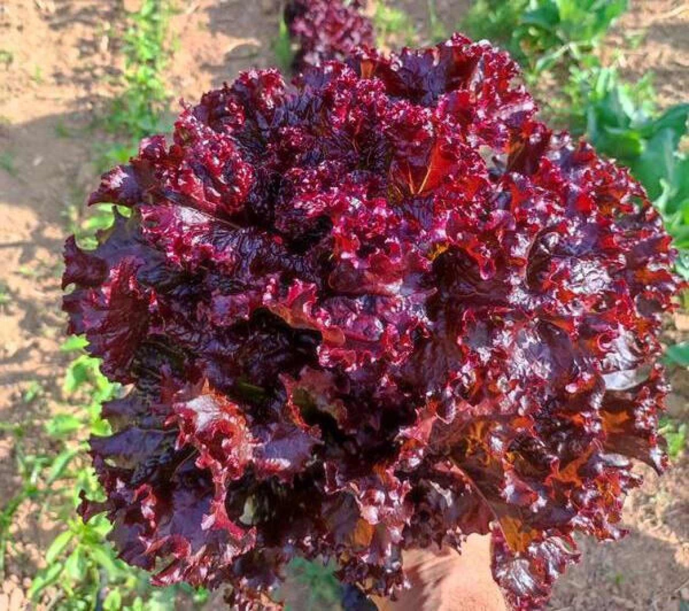 Uma sugestão é usar a alface roxa em saladas mistas para dar cor e sabor marcante  