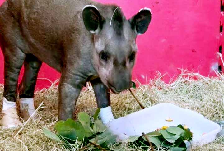 Após socorro dramático, morre a anta que havia sido queimada no Pantanal