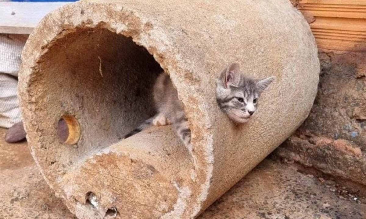 O gatinho ficou preso em um cano na manh&atilde; desta quinta-feira (24/10), e os bombeiros foram acionados para o resgate -  (crédito: Reprodu&ccedil;&atilde;o / Corpo de Bombeiros Militar de Minas Gerais)