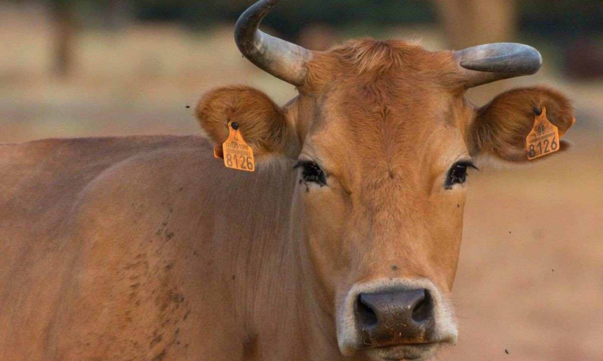 Funcionário de fazenda em Minas Gerais será indenizado por receber "chifrada" de vaca enquanto trabalhava -  (crédito: Freepik/Imagem ilustrativa)