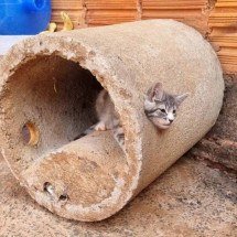 MG: gato é resgatado ao entrar em cano e ficar preso - Reprodu&ccedil;&atilde;o / Corpo de Bombeiros Militar de Minas Gerais