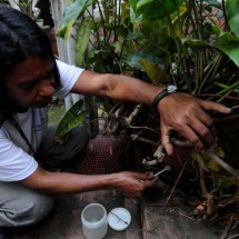 Unicef revela os 'focos de resistência' no combate ao Aedes - Leandro Couri/EM/D.A Press – 2/8/19