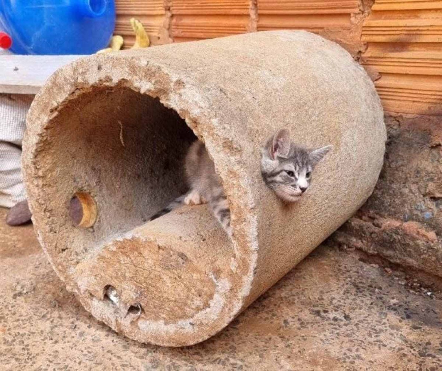 MG: gato é resgatado ao entrar em cano e ficar preso