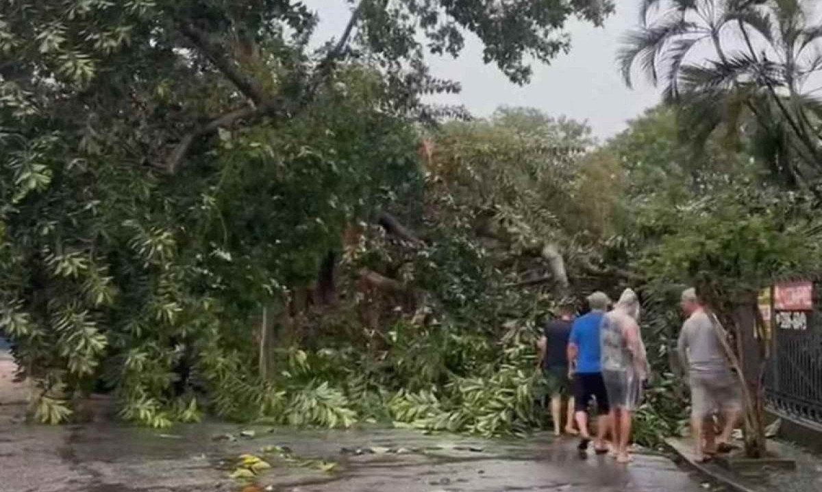Árvore caiu e fechou rua no Rio de Janeiro durante temporal nessa quinta-feira (24/10) -  (crédito: Reprodução/TV Globo)