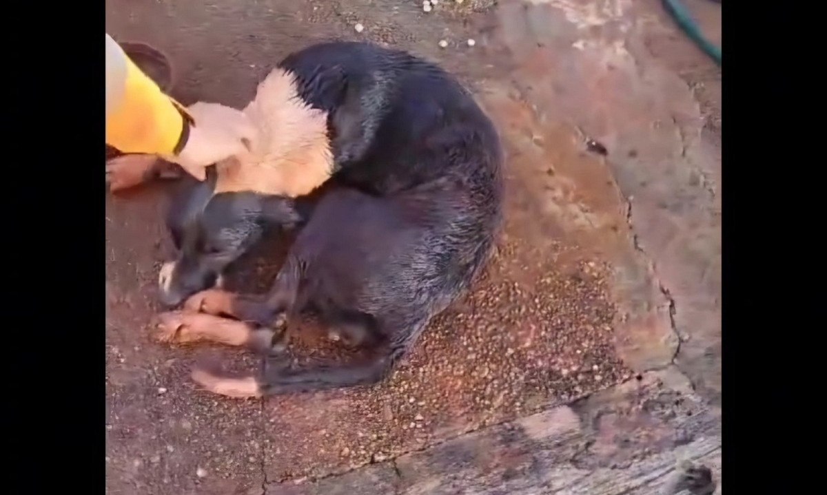 Cachorro resgatado em Uberl&acirc;ndia estava debilitado  -  (crédito: CBMMG/Divulga&ccedil;&atilde;o)