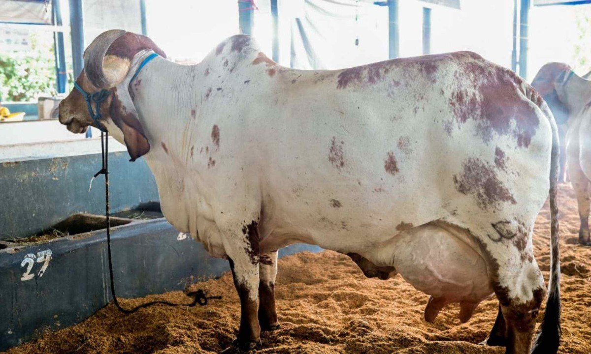 Vaca de MG bate recorde mundial de produ&ccedil;&atilde;o de leite -  (crédito: Andr&eacute; Santos)