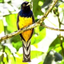 Observadores documentam 340 espécies de aves na Mata Atlântica em 24 horas -  Flickr Leonardo Brando Lehmann