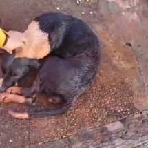 Bombeiros resgatam cão que ficou preso em buraco por 4 dias; veja o vídeo - CBMMG/Divulga&ccedil;&atilde;o