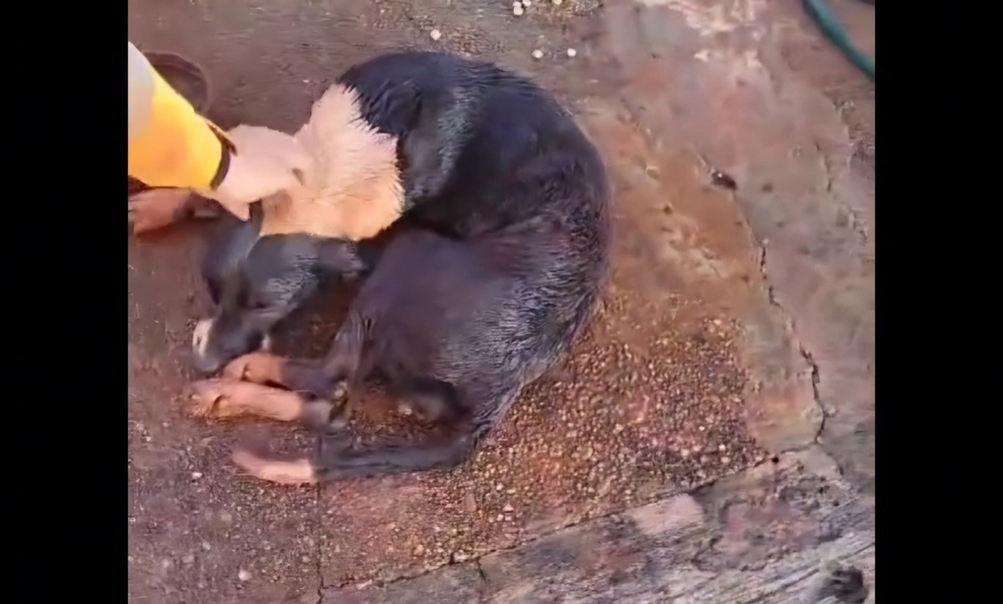 Bombeiros resgatam cão que ficou preso em buraco por 4 dias; veja o vídeo