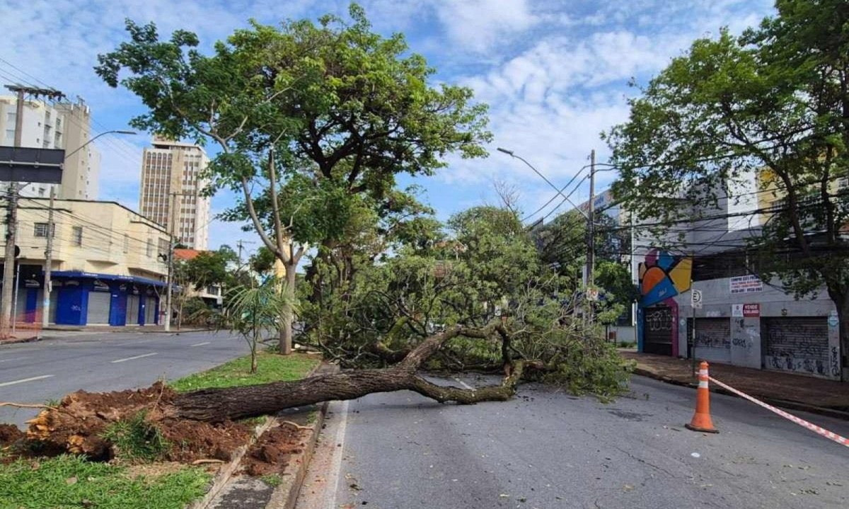 A árvore caiu por volta das 20h de sábado (26/10), e os trabalhos de corte começaram às 8h de domingo (27) -  (crédito: Jair Amaral/EM/D.A Press)